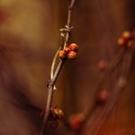 Sofiya Kravchuk portrait